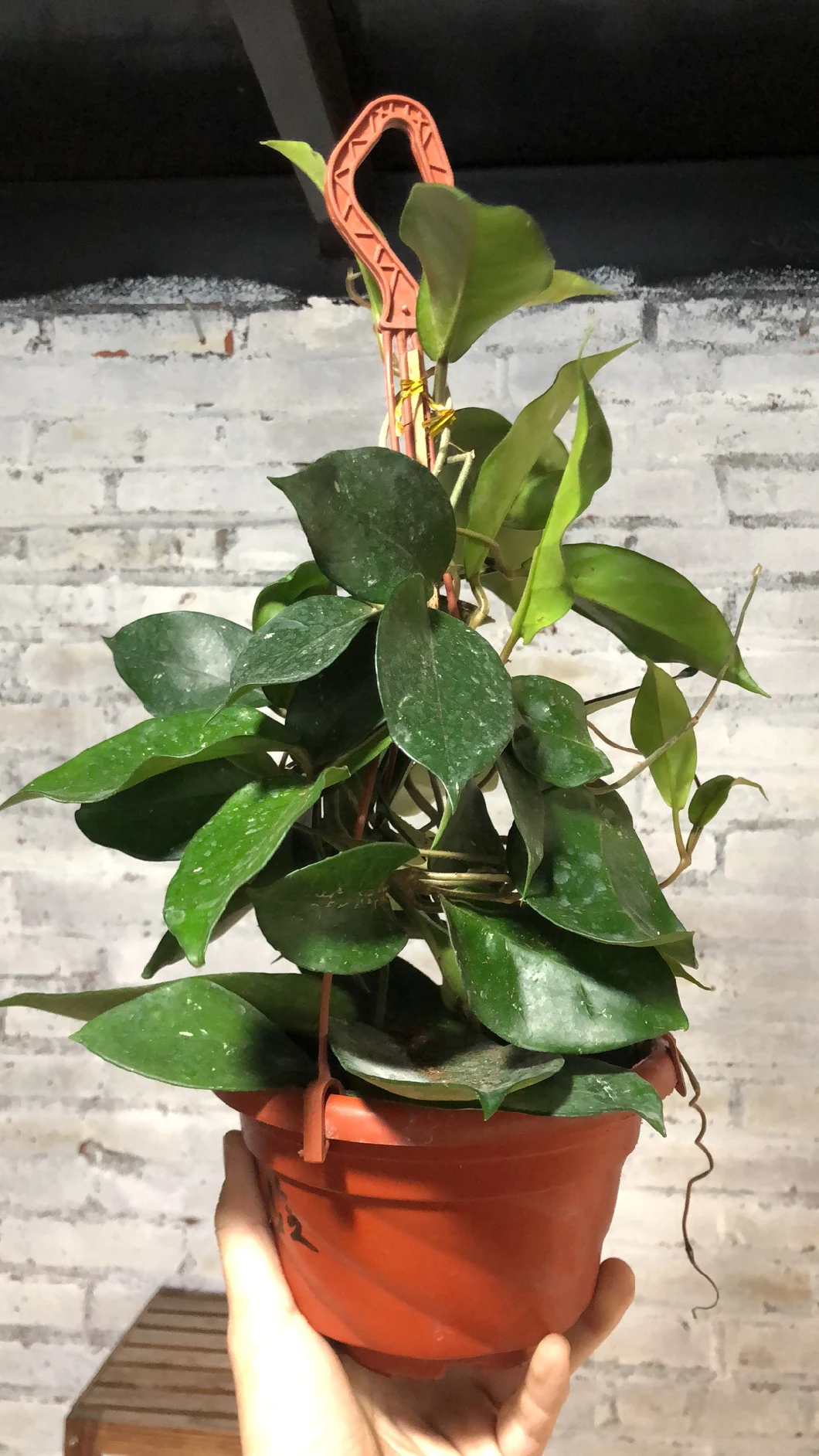 Hanging Plants Hoya Jianfenglingensis for Sale