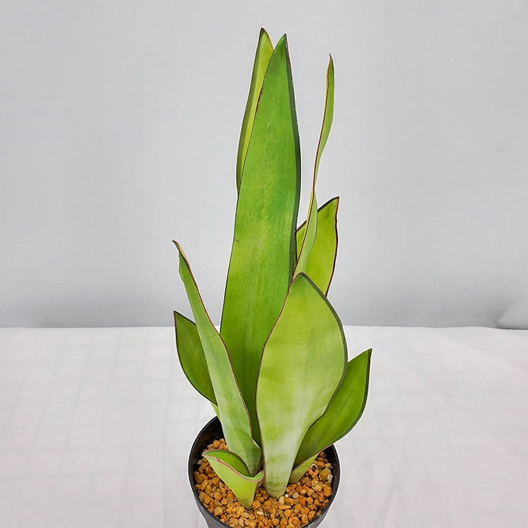 Chinese Lucky Plant Artificial Plant High Quality Snake Plant Plastic Plant