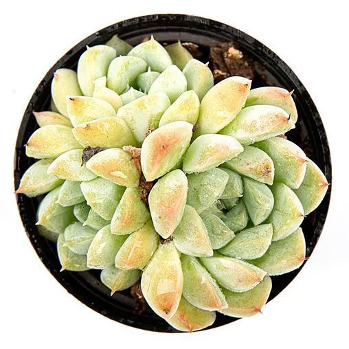 Unique Safe for Cats Elegans Albany Qun Echeveria Natural Live Succulent Plants