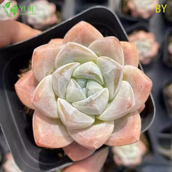 Оптовая продажа садовых мини-растений Фиттония красные живые растения комнатный бонсай