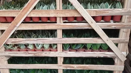 Белый Hahnii золотая рамка Cylindria Moonshine Sansevieria Trifasciata растения бонсай оптом